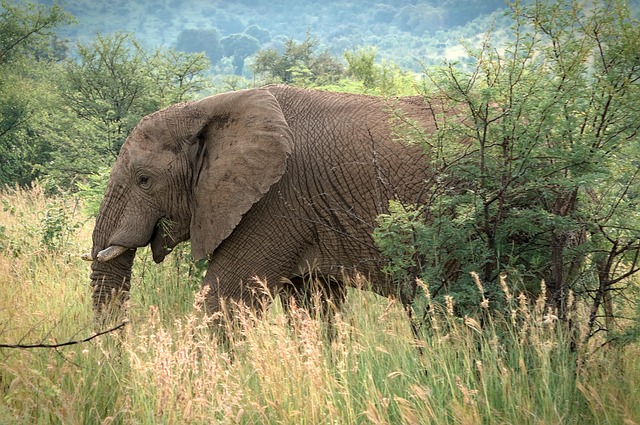 Wildlife safari scene